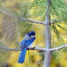 Scrub Jay with leg band